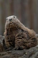 retrato de marmota alpina foto