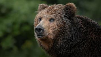 Kamchatka brown bear photo