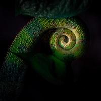 Tail of Panther chameleon