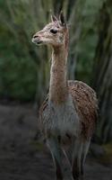 retrato de vicuña foto