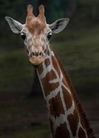 Portrait of Reticulated giraffe photo