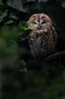 Portrait of Tawny owl photo