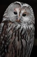 Portrait of Ural owl photo