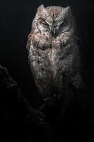 Eurasian scops owl photo