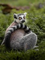 Ring tailed lemur photo