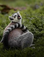 Ring tailed lemur photo