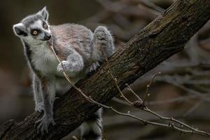 Ring tailed lemur photo