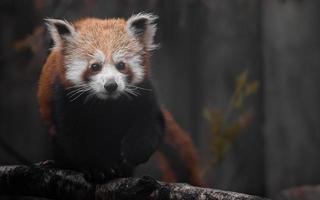 retrato de panda rojo foto