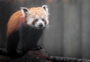 retrato de panda rojo foto