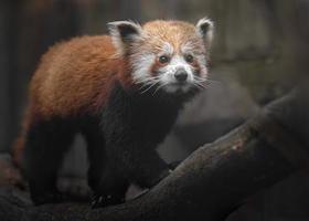 retrato de panda rojo foto