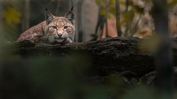 Portrait of Eurasian lynx photo