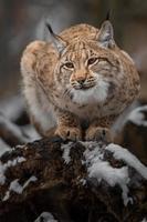 Portrait of Eurasian lynx photo