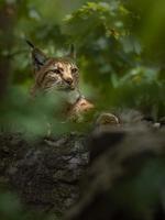 Portrait of Eurasian lynx