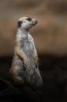 retrato de suricata