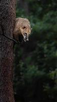 South American coati photo