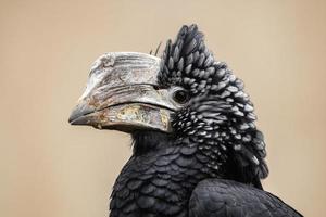 Silvery cheeked Hornbill photo