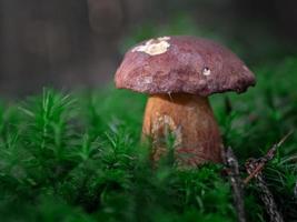 Boletus in moss photo