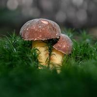 boletus en musgo foto