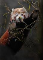 Red panda waving