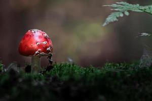 Fly agaric in forest photo