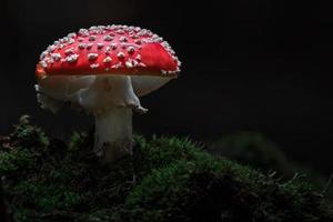 agárico de mosca en el bosque foto