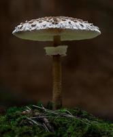 Parasol mushroom in forest photo
