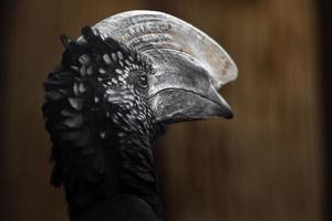 Silvery cheeked hornbill photo