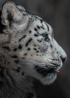 Snow leopard Irbis photo