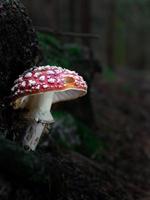 Fly agaric under root photo