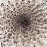 Parasol mushroom top look photo