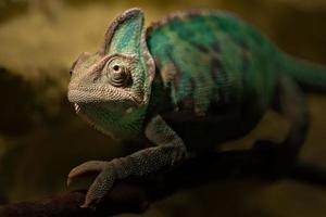 Portrait of Veiled chameleon photo