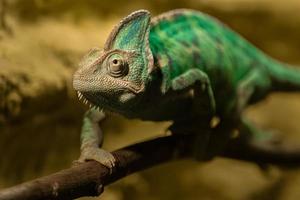 Portrait of Veiled chameleon photo