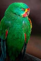 Portrait of Swift parrot