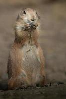 Black tailed prairie dog photo