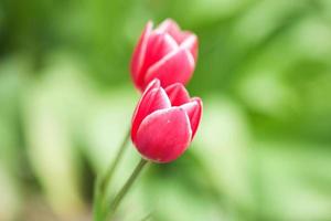 Pink tulip flowers in bloom spring season selective focus and bokeh photo