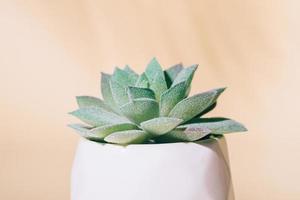 Artificial succulent house plant in pot macro photo