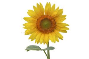 Sunflower isolated on white background photo