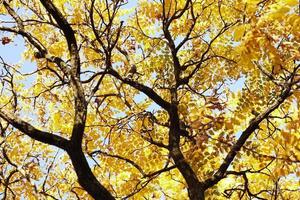 hermoso bosque otoñal con hojas amarillas foto