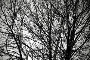 Bare tree silhouette in black and white photo