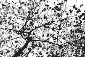 Bare tree silhouette in black and white photo