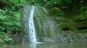 kleine waterval in het bos video