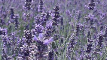 close up de campo de lavanda soprando no vento video