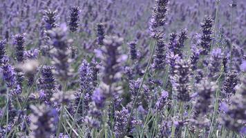 abejas en un campo de lavanda ventoso video