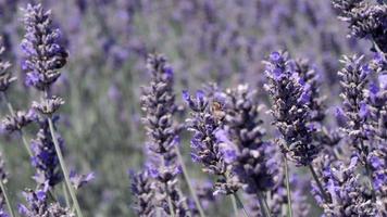 close-up van lavendel waait in de wind video