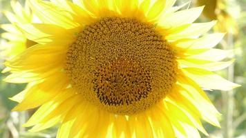 girasol en el viento video