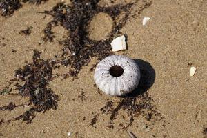 Skeleton of a sea urchin on the background of sand and algae photo