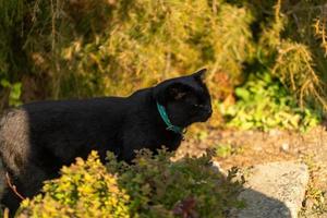 retrato de un gato negro en el fondo de la vegetación en el jardín foto