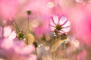 Cosmos flowers beautiful photo