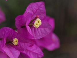 Inflorescencia de buganvillas rosadas con flores amarillas
