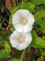 Dos grandes flores blancas de enredadera común en un seto foto